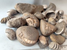Mixed Jurassic Fossil Job Lot
