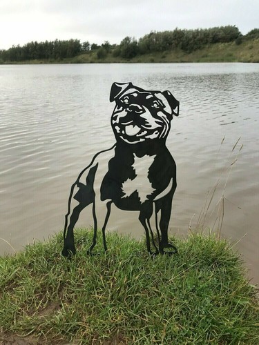 Staffordshire bull terrier - staffordshire,