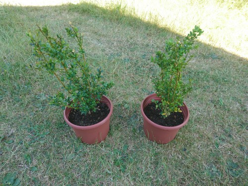 Buxus hedging topiary - 2x,