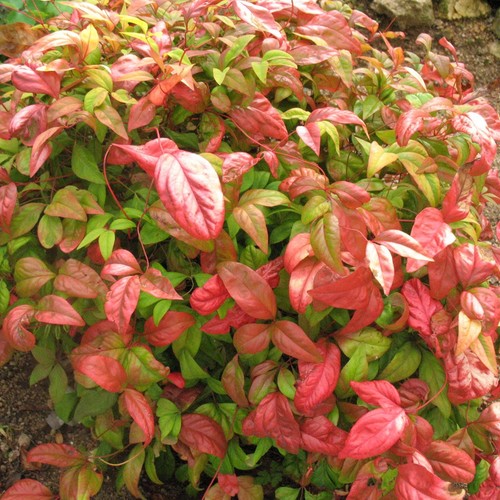 Nandina firepower compact - nandina,
