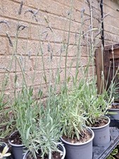 English Lavender Angustifolia Perennial Plant supplied in a 13cm pot