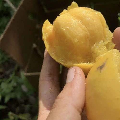 Garcinia achachairu mexican - achachairu,