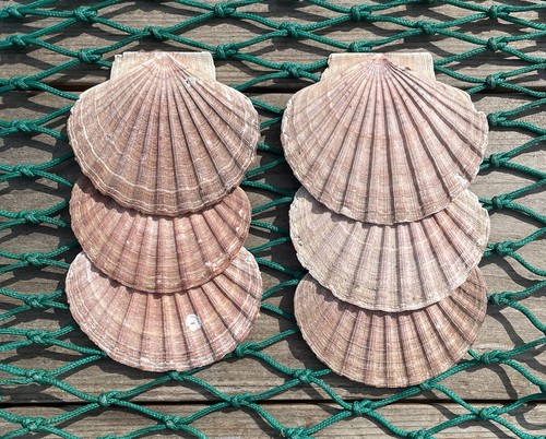 Diver caught scottish scallop - caught,