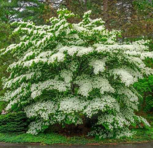 Cornus alternifolia pagoda - cornus, alternifolia/