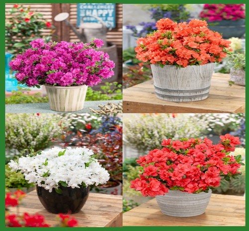 Dwarf japanese azalea - azalea, |