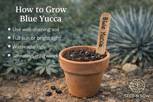 Blue yucca seeds pack - yucca,