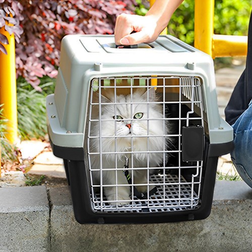 Portable dog cat - cat, box