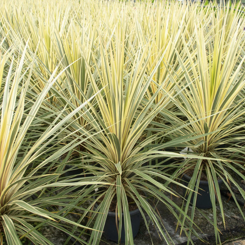 Large plant cordyline - 1,