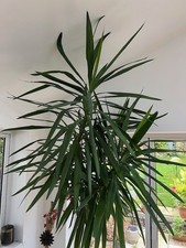 YUCCA ELEPHANTIPES FOR SALE - SINGLE TRUNK 