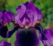 Bearded Iris (Iris
