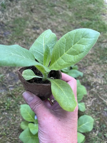 Golden virginia plug - x,