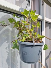 Hedera Ivy Hanging Basket