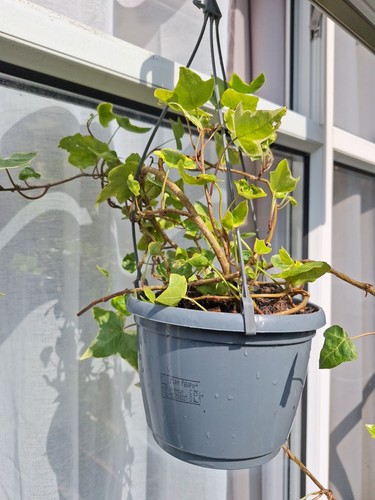 Hedera ivy hanging - ivy,