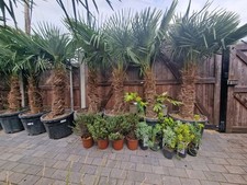 Trachycarpus Fortunei palms 6-7ft Hardy  - 15c Tropical Garden Plants Palm Trees