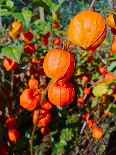Garden orange lantern - 15,