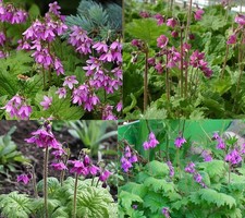 4 X plants of Primula