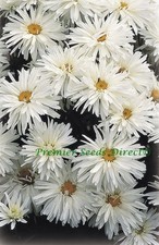 CRAZY DAISY - LEUCANTHEMUM