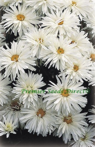 Crazy daisy leucanthemum - daisy,