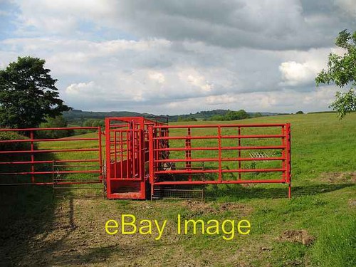 Photo 6x4 new - 6x4, cattle