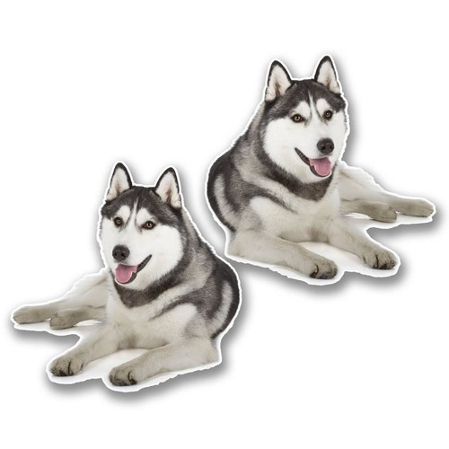 Siberian husky vinyl - 2, x