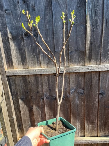 Fig tree brown turkey - fig,