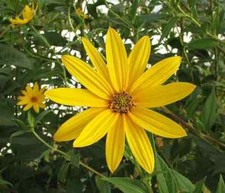 Jerusalem Artichoke Variety
