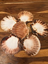 Scallop Shells 11-12cm Large