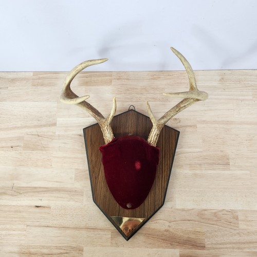 Vintage 1973 whitetail deer - whitetail,
