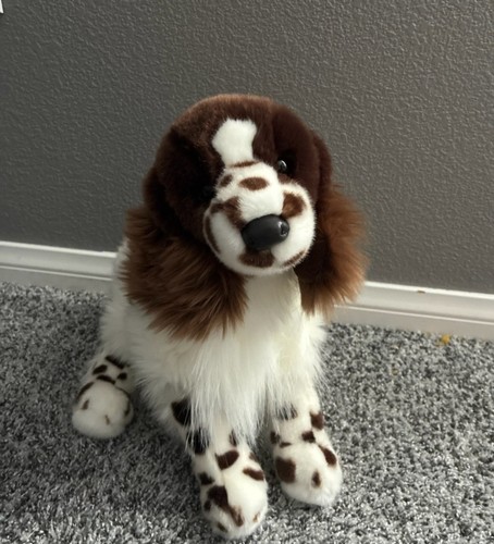 Douglas springer spaniel - douglas,
