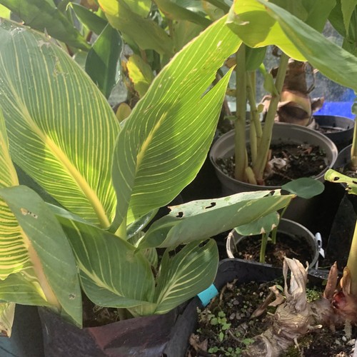 Canna tropical gold - canna, superb