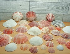 34 pc Lot Scallop Seashells Beach Shells Decor Arts Crafts DIY Jewelry Crafting