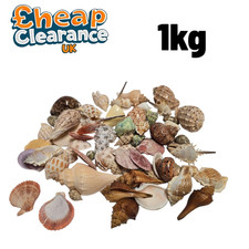1kg SeaShells Wholesale Bulk
