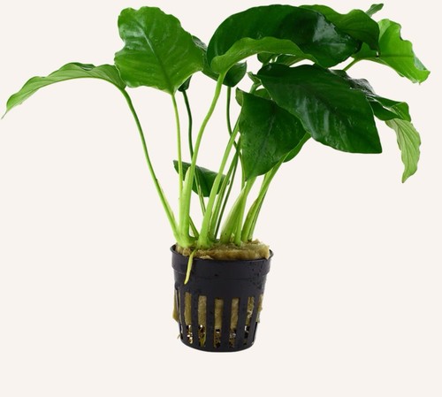 Anubias barteri large - anubias,