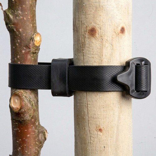 Buckle tree ties - tree,