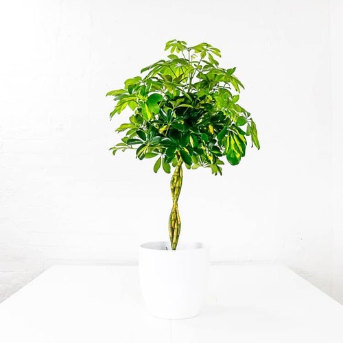 Umbrella plant - umbrella,