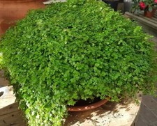 Soleirolia soleirolii -