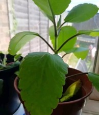 Miracle Leaf,  Bryophyllum