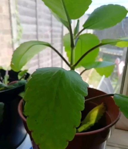 Miracle leaf bryophyllum - leaf,,