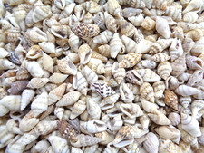 50g X NASSA SEA SHELLS OVER