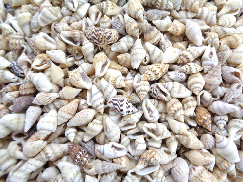 50g nassa sea shells - sea, over