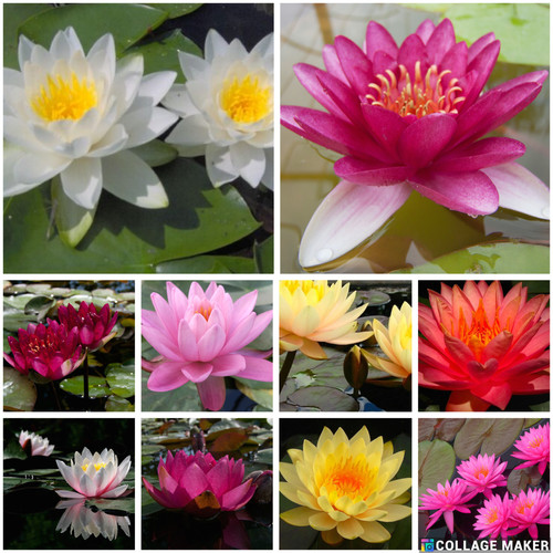 Water lily pond plants - water,