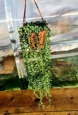 Senecio Herreianus | String of