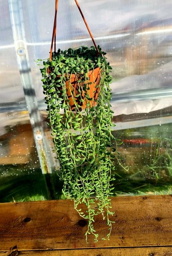 Senecio herreianus string of - |,