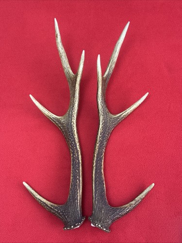 Pair sika deer antlers - deer,