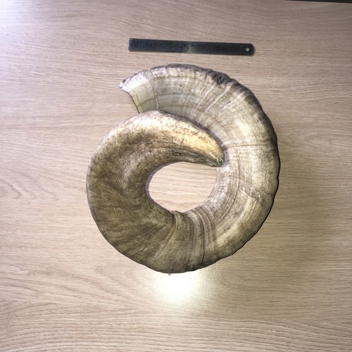 Sheep horn ram - sheep, ideal