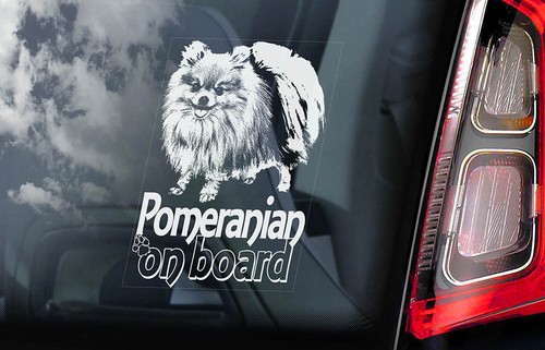 Pomeranian car sticker - pomeranian,