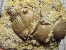 Ordovician Homotelus