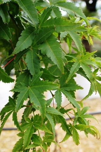 Litre acer palmatum - 2,