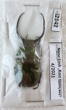 Dark Brown Stag Species Beetle