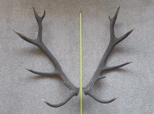 Pair of Red Deer Stag Antlers
